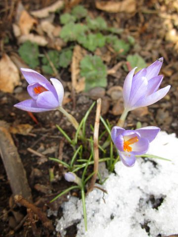 Krokus im Schnee