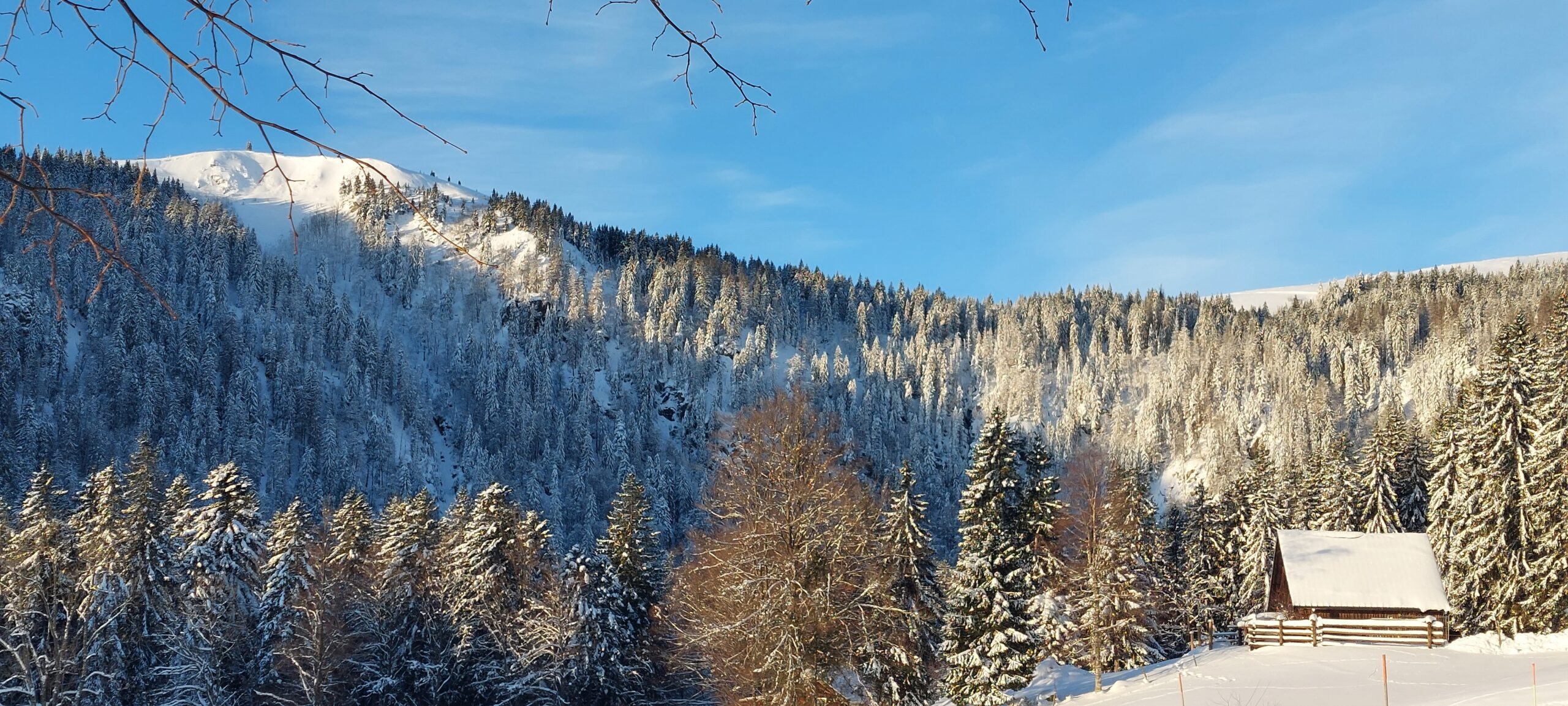 Winterwald